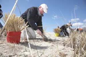 Congressman Joe Courtney, an older white man in a cap, kneels on a dune while planting grasses