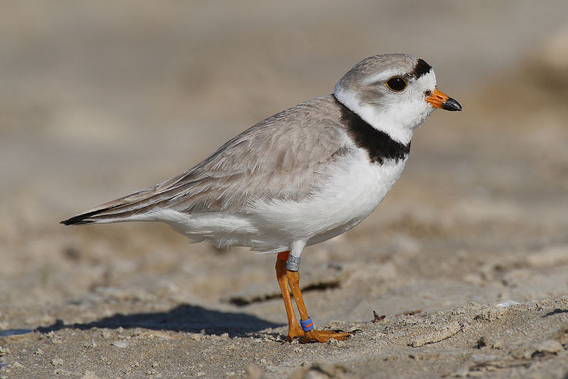 The federally endangered Piping Plover nest on Plum Island
