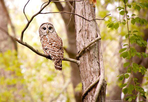 CFE Winner: Kim Zagarenski, Denison Pequotsepos Nature Center in Mystic 