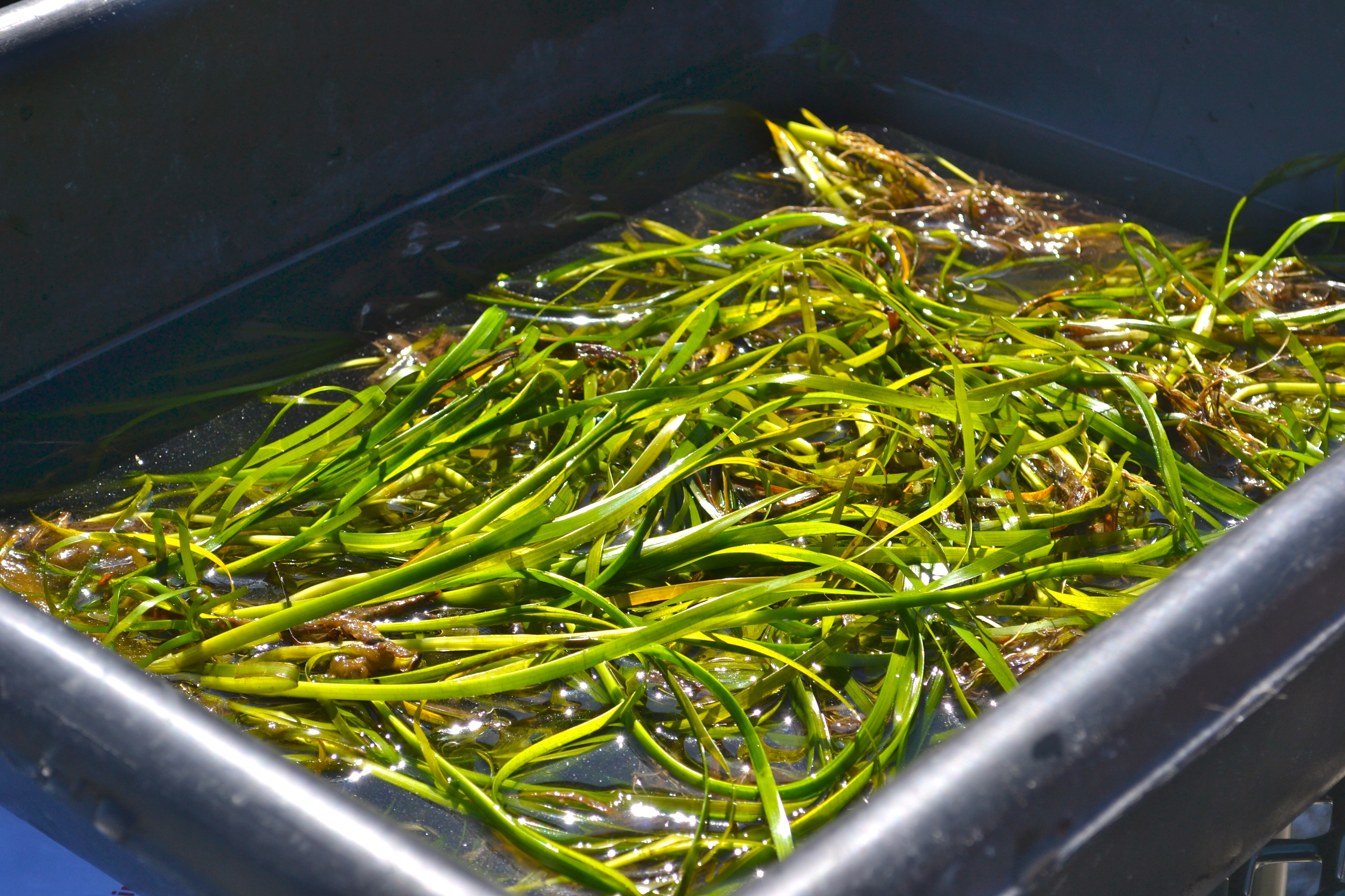 Eelgrass waiting to be weaved into discs