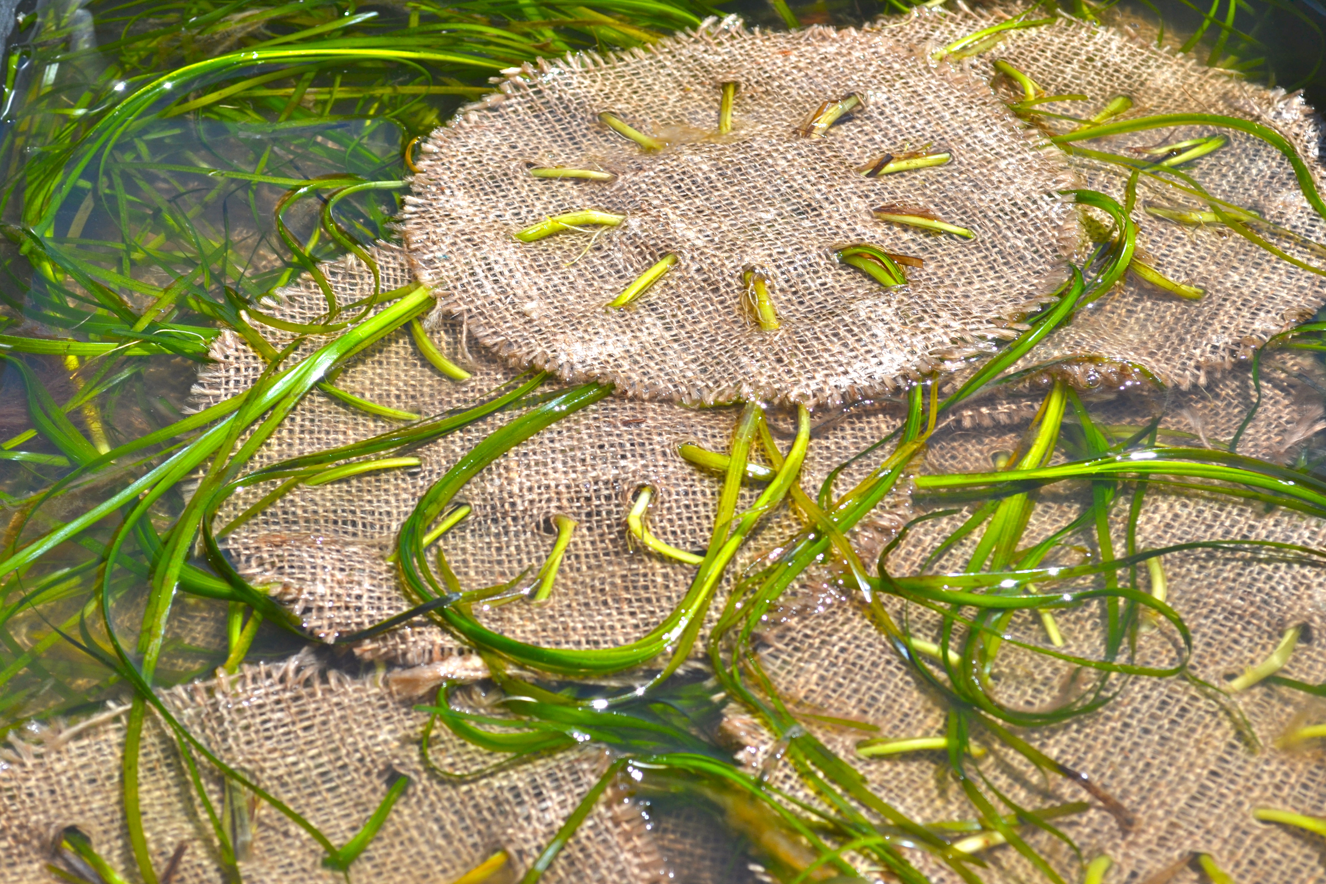 Discs ready for planting