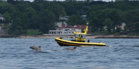 Bottlenose dolphins made a welcome appearance in the Sound in 2009 (Credit: Noah Goldberg, Seatow)