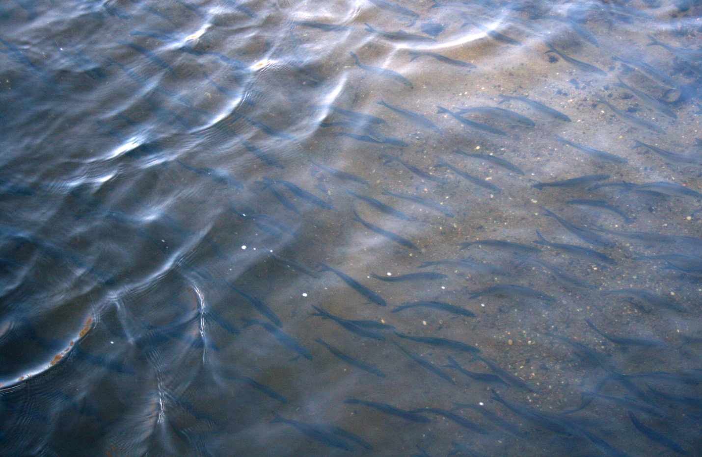 Migrating river herring in the Pequonnock River