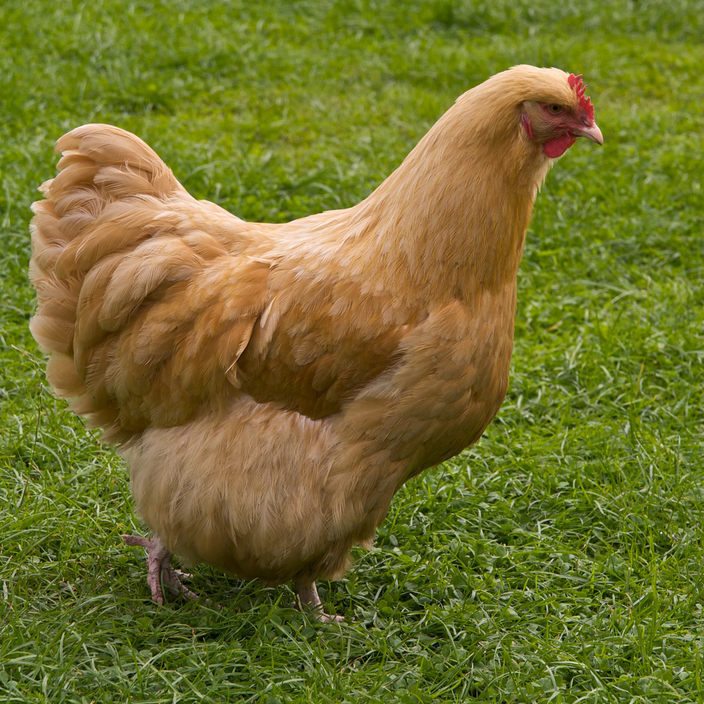 (Not one of Richardson's chickens, but this gal looks like she'd make a good pet, too.)