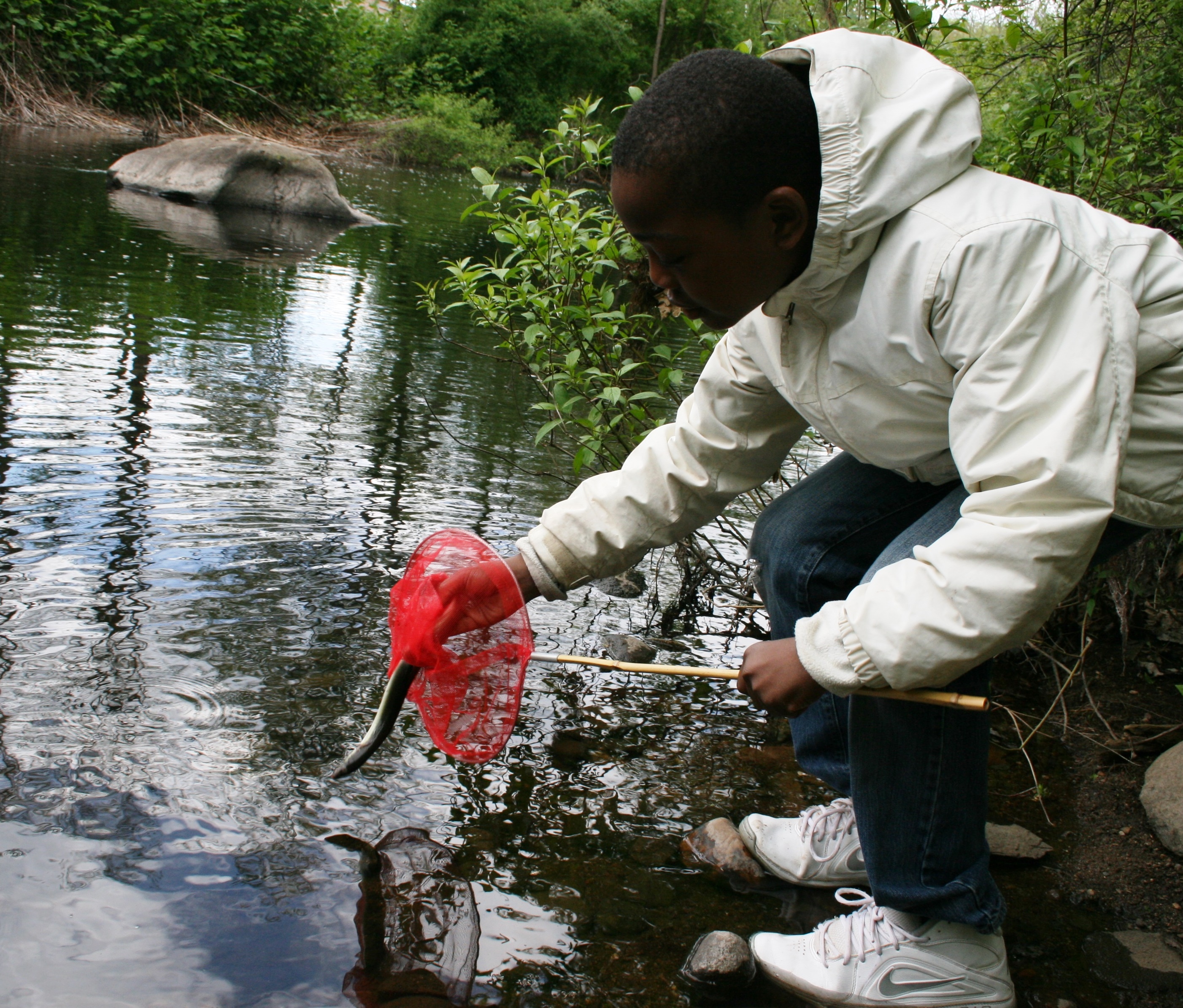 A student releases an American eel into Pond Lily. Save the Sound teamed up with Solar Youth to help eels over the dam.