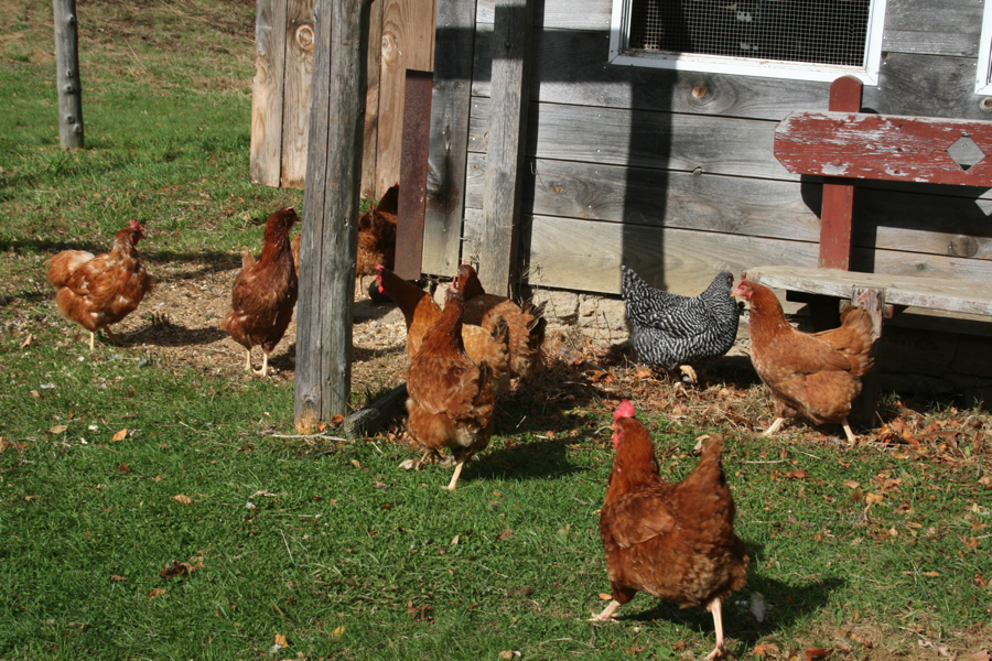 Cranberry Hill Farm - chickens