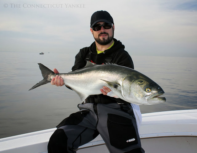 Kierran Broatch catches a 15 lb. bluefish on Long Island Sound – October 2013 (Photo Credit: Kierran Broatch/ www.theconnecticutyankee.com)