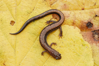 Redbacked salamanders are also found in The Preserve. Image courtesy of Connecticut Department of Energy and Environmental Protection. 