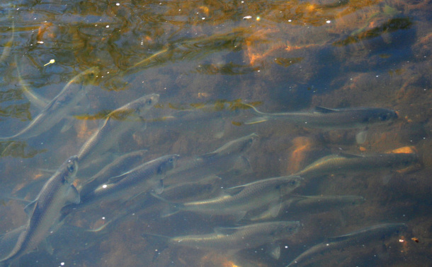 River herring swim upstream in the Pequonnock River. 