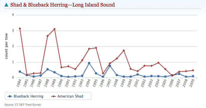 Declining populations of these small fish means less food for larger species.