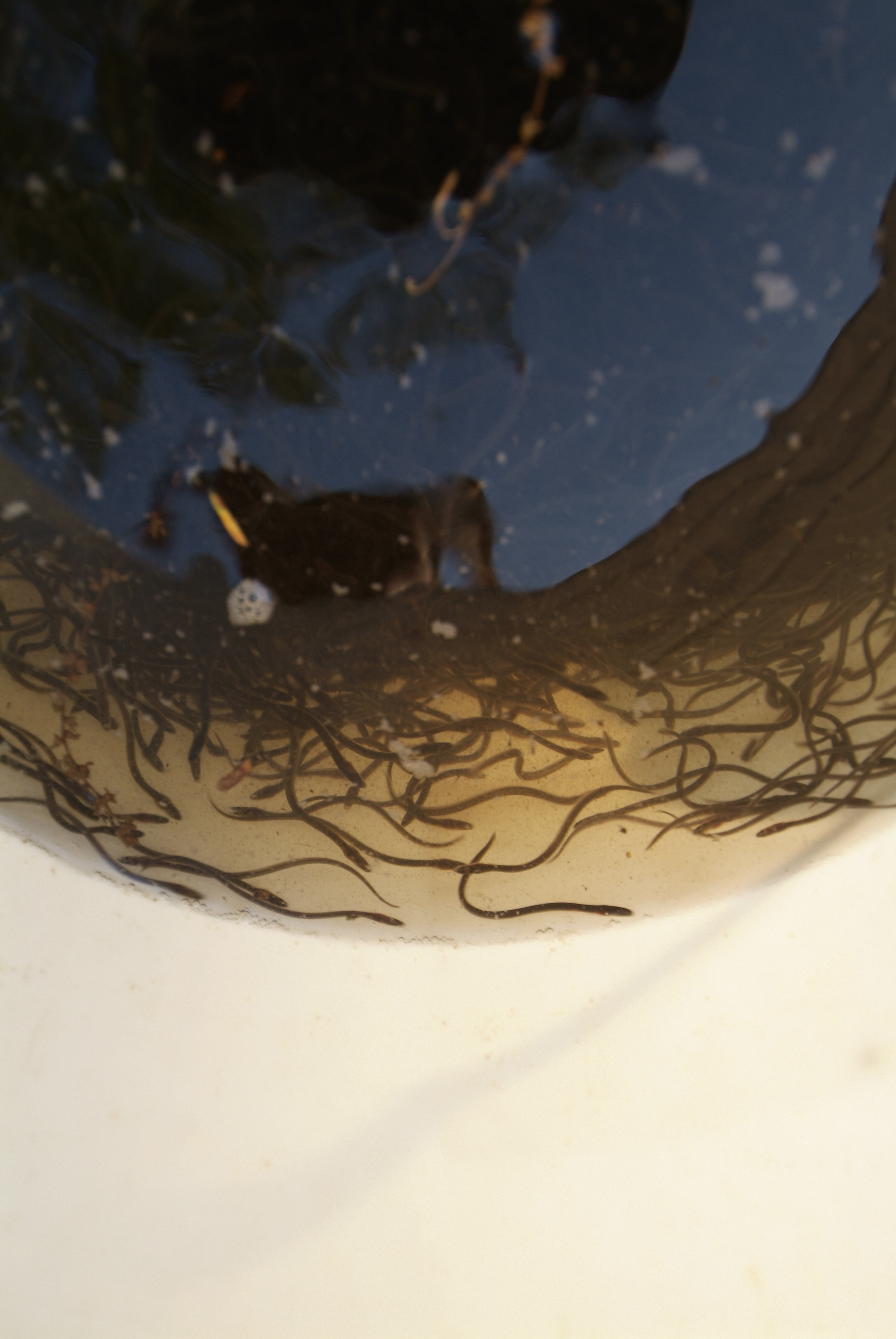 Glass eels in a bucket. Robert Lorenz.