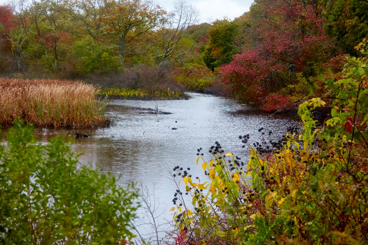 Photo of lush vegetation around a pond on Plum Island, by Robert Lorenz