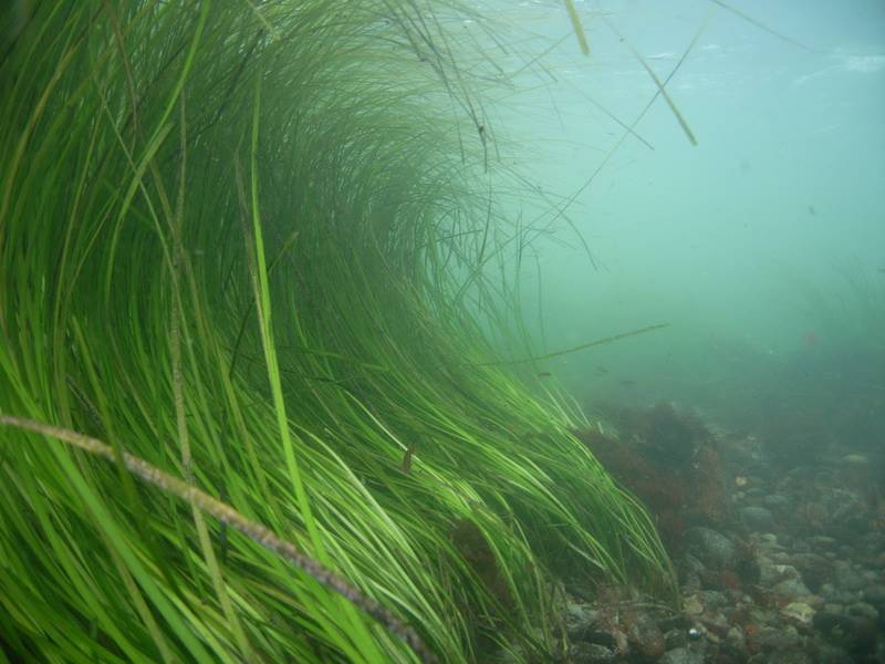 eelgrass photo credit -NOAA