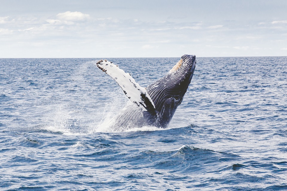 humpback_whale_creative-commons_2