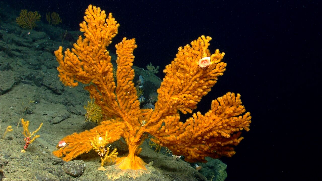 NOAA-deep-sea-coral