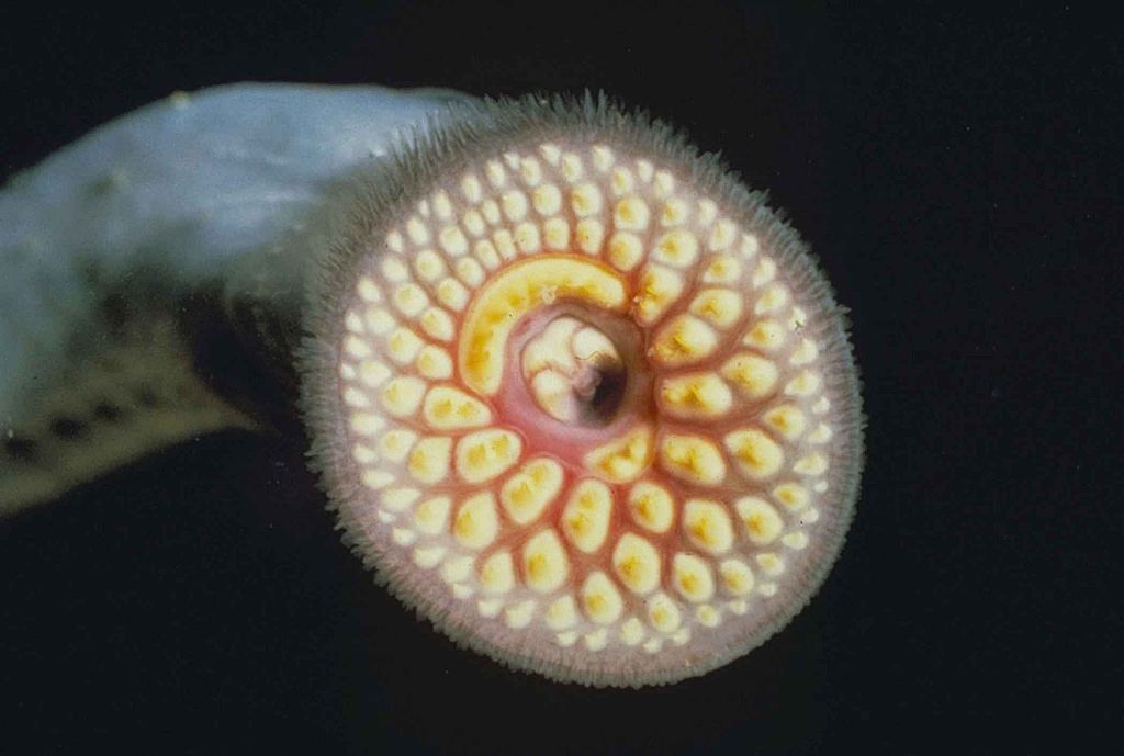 1024px-Sea_lamprey_mouth_close_up