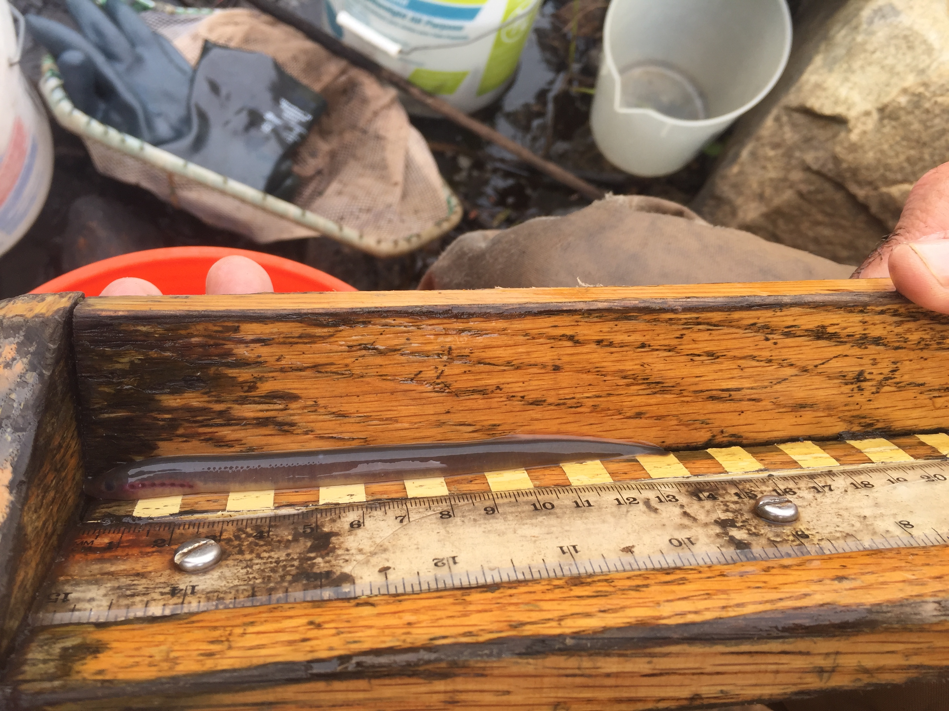 juvenile lamprey on eight mile river