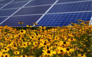 Solar panels with yellow daisies
