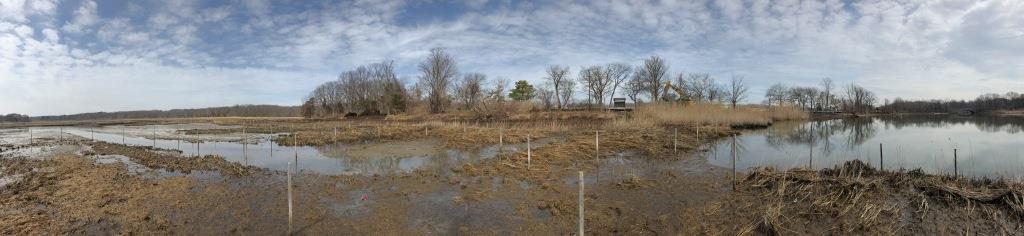 Panoramic of marsh in winter with grasses, water, and trees in distance