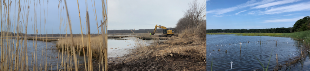 3 images of the same piece of marsh covered in reeds, with heavy machinery digging, and with higher water and reeds gone