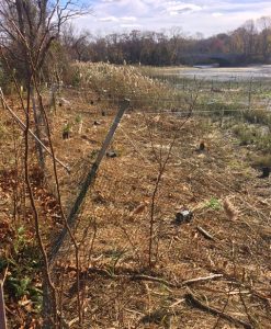 Young shrubs planted behind protective fencing in a fall landscape