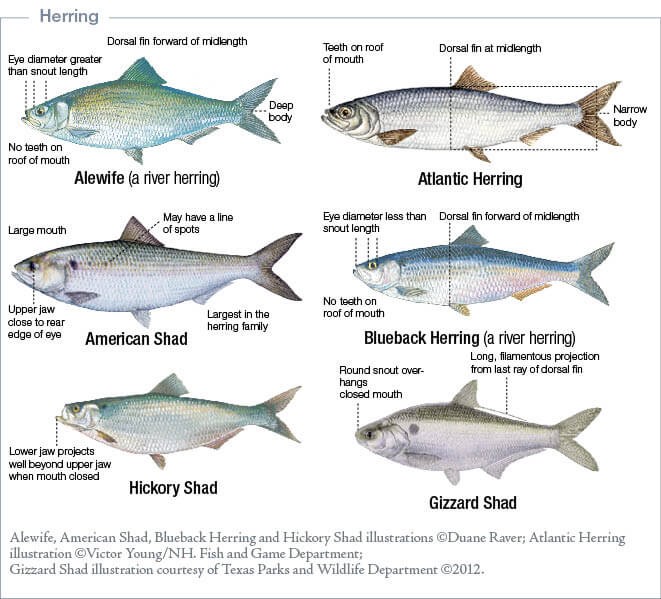 Moving in the Right Direction: Two Big Wins for Forage Fish - Save the Sound