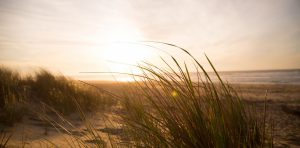 Background image of shoreline grasses