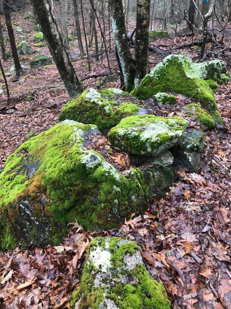 A close up of a rock next to a forest

Description automatically generated