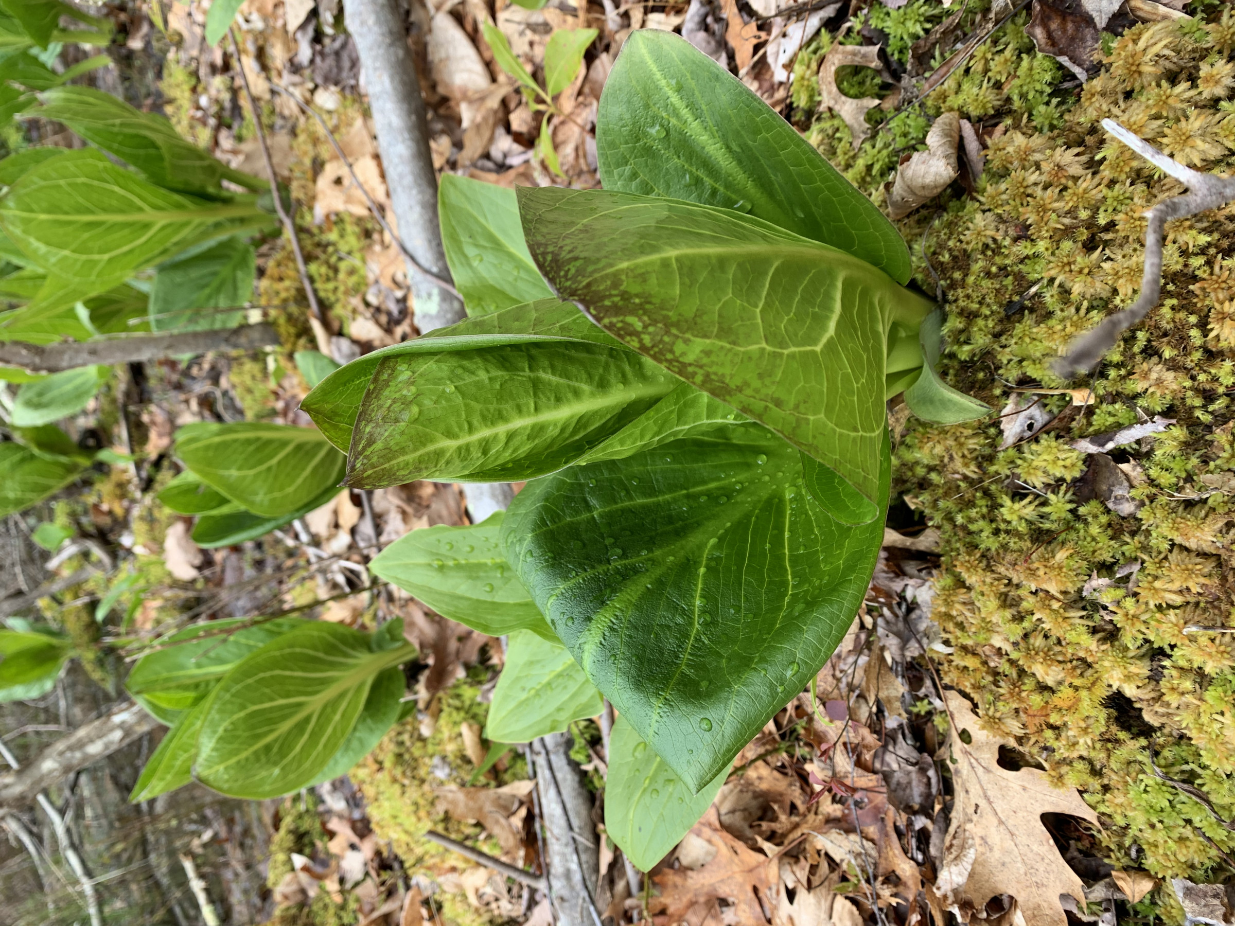 SkunkCabbage1 Save the Sound