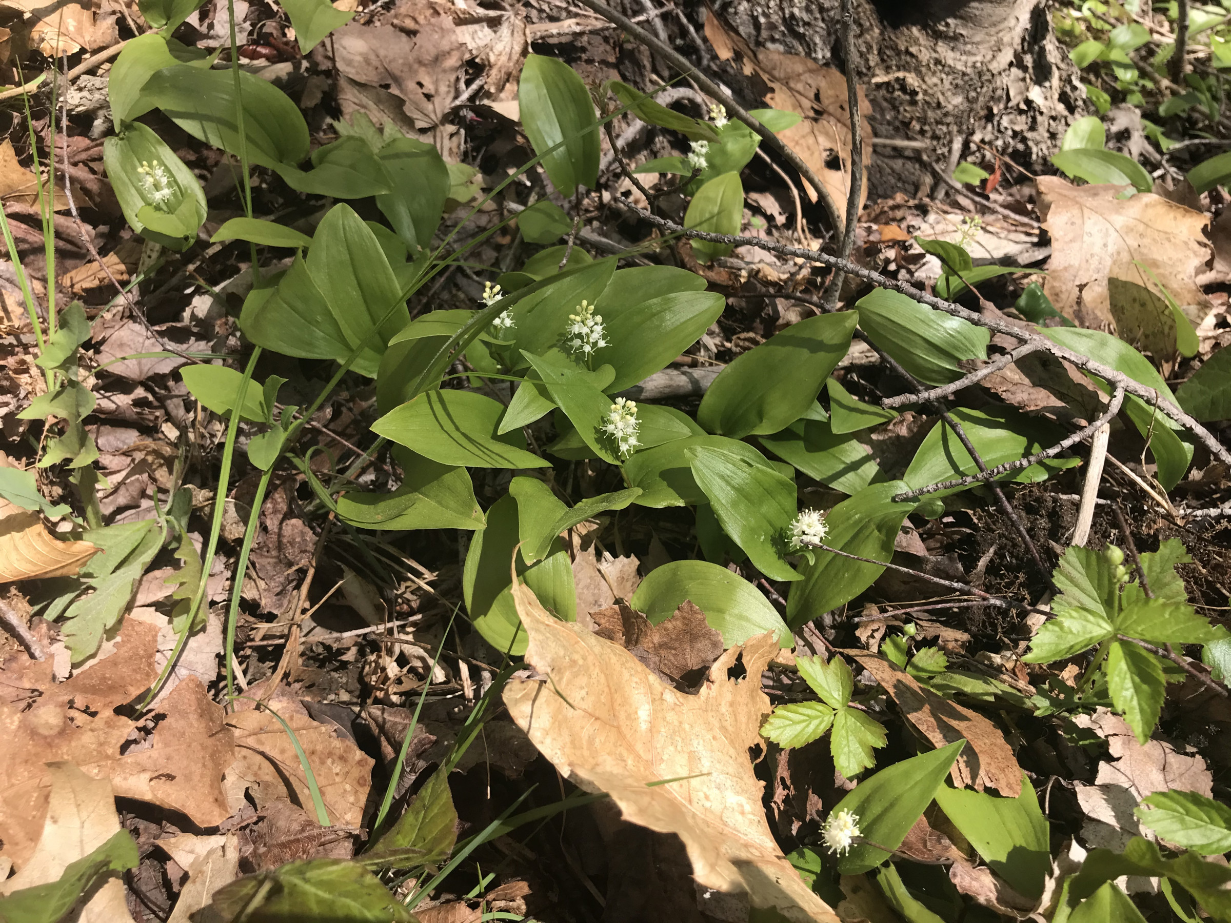 IMG_7736CanadianMayflowerinbloomOsweg1 Save the Sound