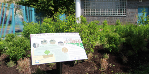 Bridgeport rain garden