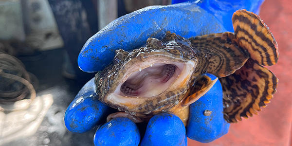 Oyster-toadfish-for-DIGEST-10-30-23 - Save the Sound