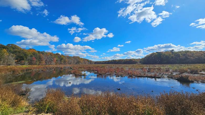 Native Meadows
Photo courtesy of Save the Sound
A native meadow emerges in 2025 along a newly free-flowing section of the Nissequogue River after the New Mill Pond Dam (also known as the Stump Pond Dam) failed during an August 2024 storm.